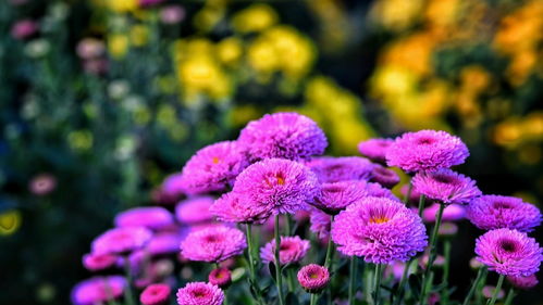 2021年花卉苗木種植與技術(shù)咨詢指南