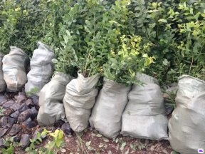 泰安國富苗木 廣東藍莓苗供應(yīng)、優(yōu)惠價格及種植技術(shù)指南