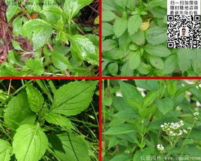 敗醬草種子價格、圖片及種植技術(shù)全解析——江蘇沭陽長景園林苗木場專業(yè)指南