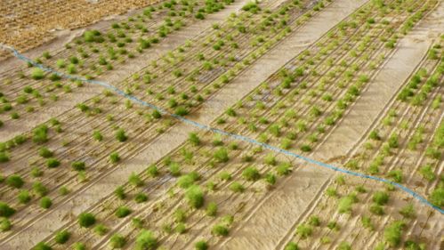 從“死亡之?！钡健跋Ｍ亍?苗木種植與技術咨詢的綠色嬗變