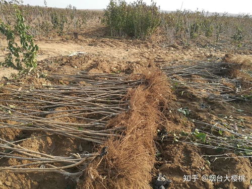 櫻桃樹種植全攻略 關注渠道、樹苗購買與種植技術咨詢指南