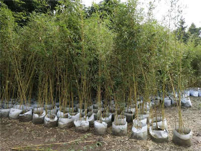 金鑲玉竹 苗木種植關鍵技術與管理咨詢指南