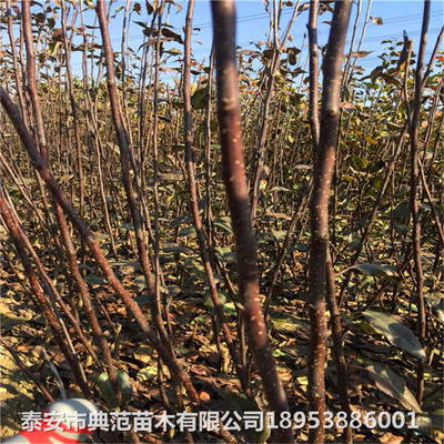 梨樹(shù)苗高效種植與管理技術(shù)詳解