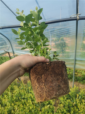 泰安市典范苗木 專(zhuān)業(yè)種植與全方位技術(shù)咨詢指南