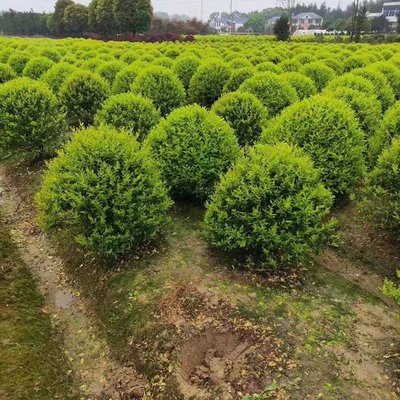 金森汝貞球 湖南苗木基地的精品球類(lèi)苗木批發(fā)與技術(shù)探析