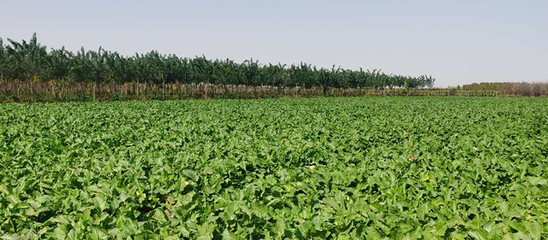 河北西張農(nóng)業(yè)科技 打造現(xiàn)代苗木種植基地與專(zhuān)業(yè)農(nóng)技咨詢服務(wù)