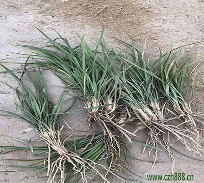 細(xì)葉與中葉麥冬 園林新寵的種植技術(shù)與市場(chǎng)前景