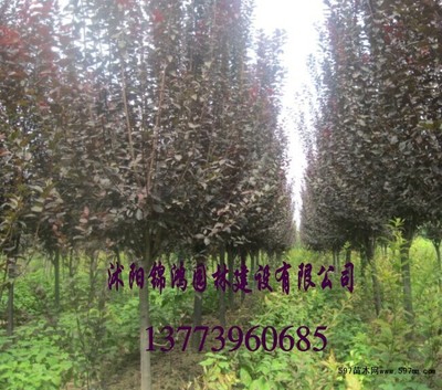 60公分高紫葉李小苗價(jià)格解析與種植技術(shù)全攻略