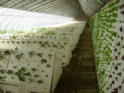 植物克隆技術(shù)與珍稀苗木繁育 現(xiàn)代高效農(nóng)業(yè)的創(chuàng)新實(shí)踐